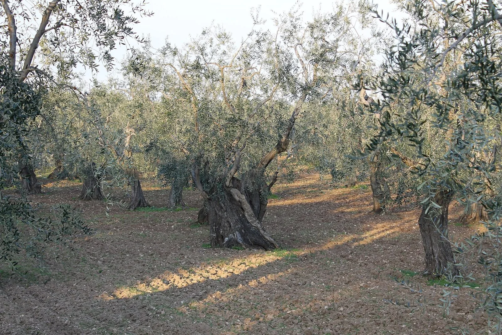 Un uliveto pugliese con alberi dai tronchi nodosi e contorti, chiome argentate e terra rossa appena lavorata, attraversata da una striscia di luce radente del pomeriggio