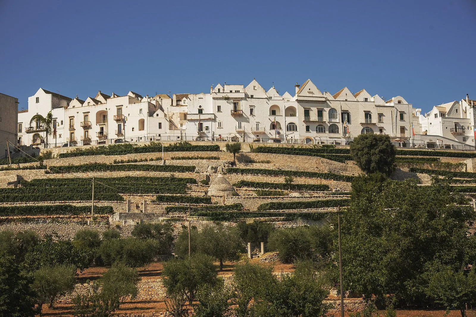 Il borgo bianco di Locorotondo in cima alla collina, con le case dai tetti a spiovente allineate sul ciglio; sotto, i terrazzamenti di vigneti sostenuti da muretti a secco, un piccolo trullo in pietra e una fila di ulivi in primo piano